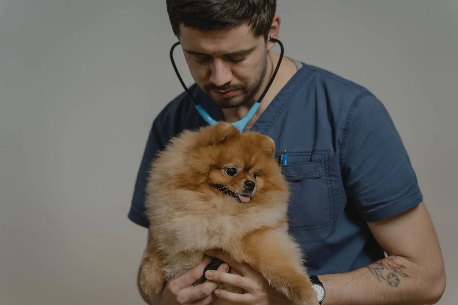 A veterinarian gently caring for a puppy at Waggle