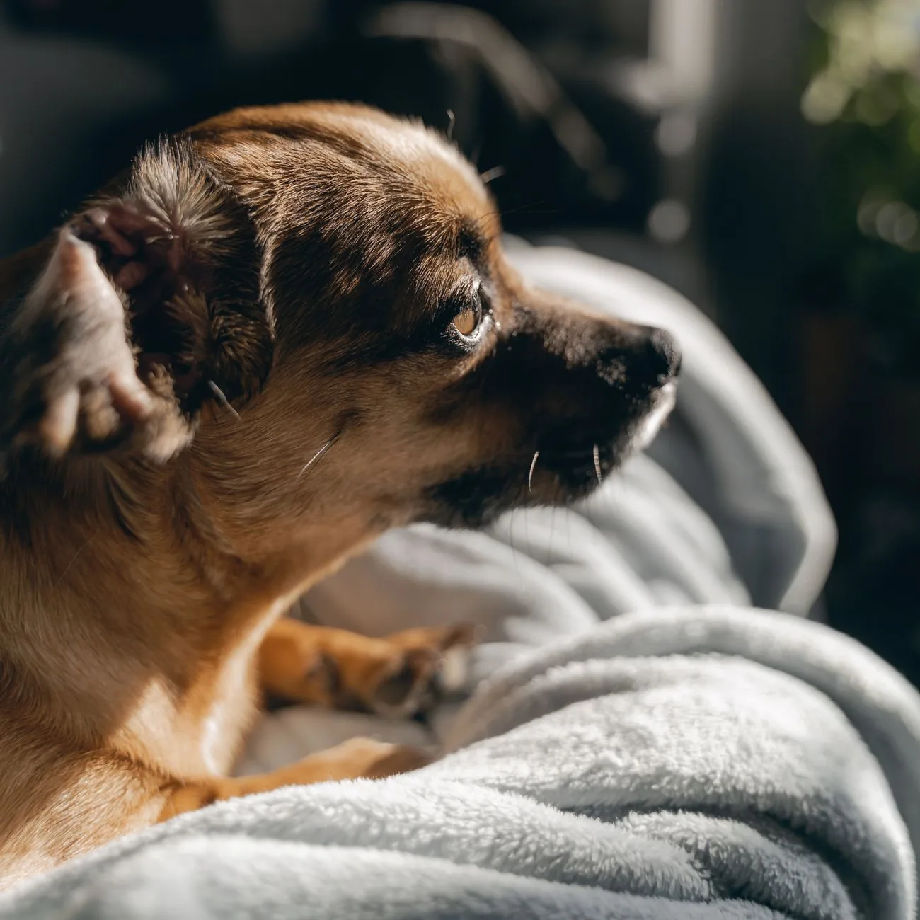 A dog resting cosily during a calm boarding stay at Waggle